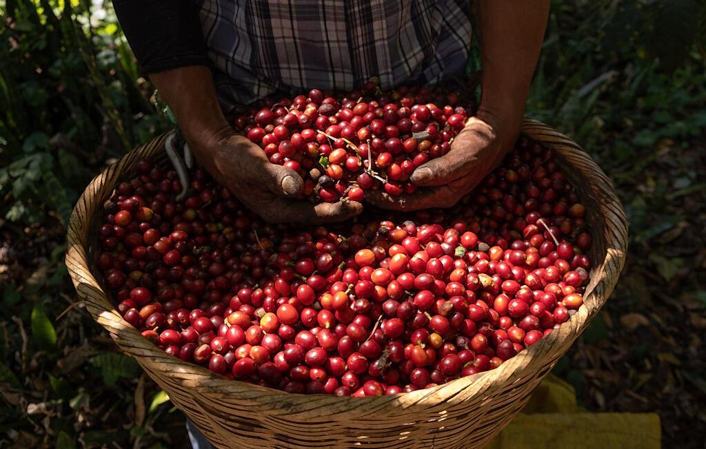 Finca Malacara A