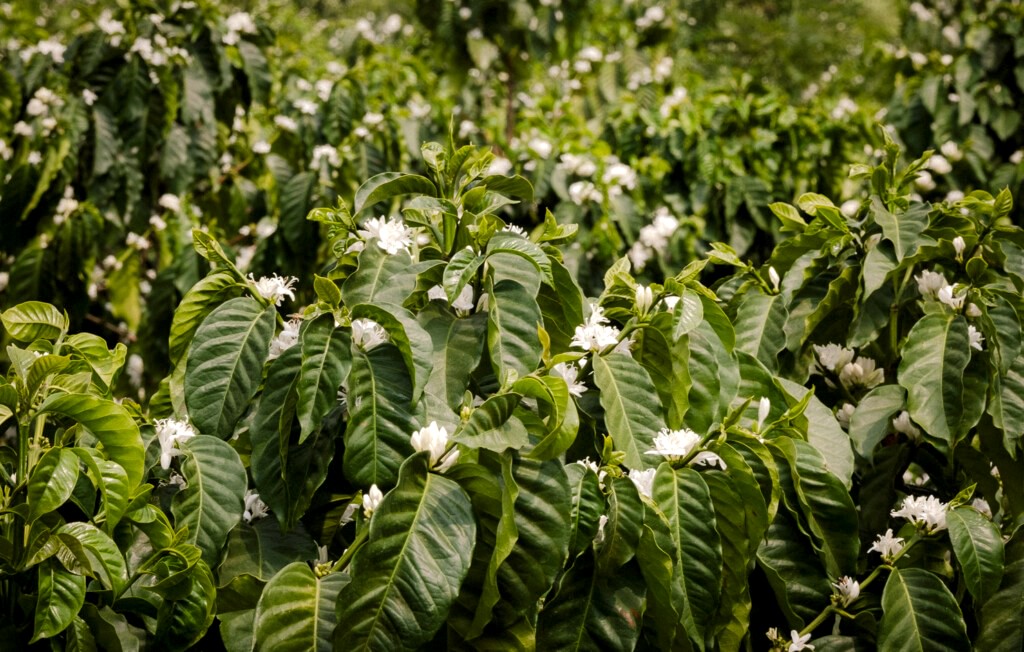 Finca Santa Catalina