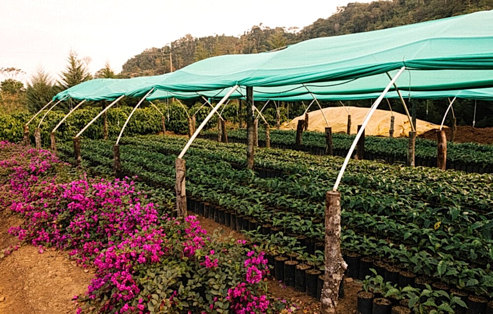 Finca Las Alasitas