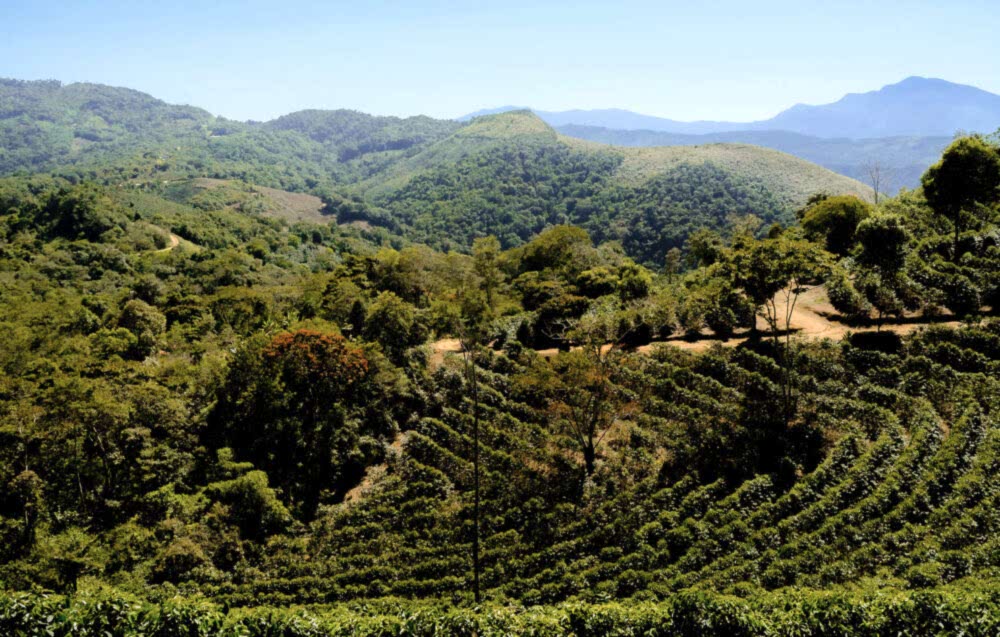 Finca La Llama