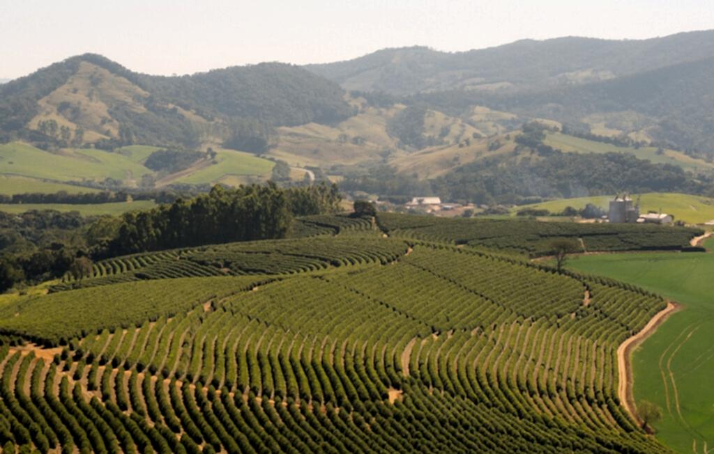 Decaf Fazenda IP